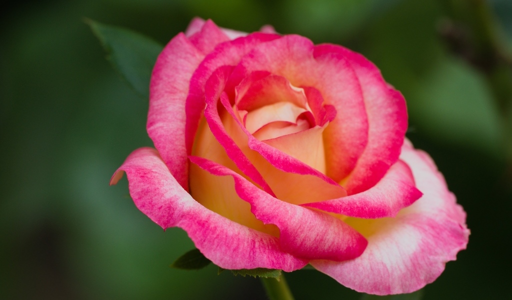 Нежная розовая роза крупным планом