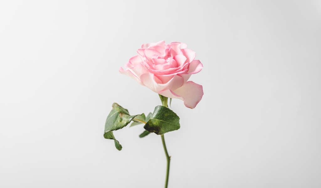 Нежная розовая роза на сером фоне
