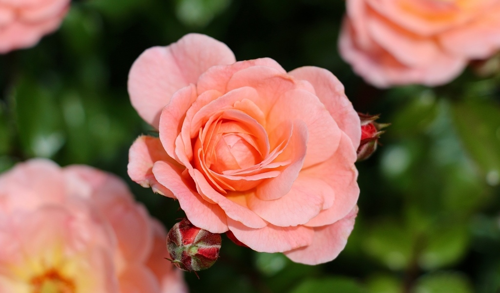 Нежная розовая роза с бутонами на клумбе