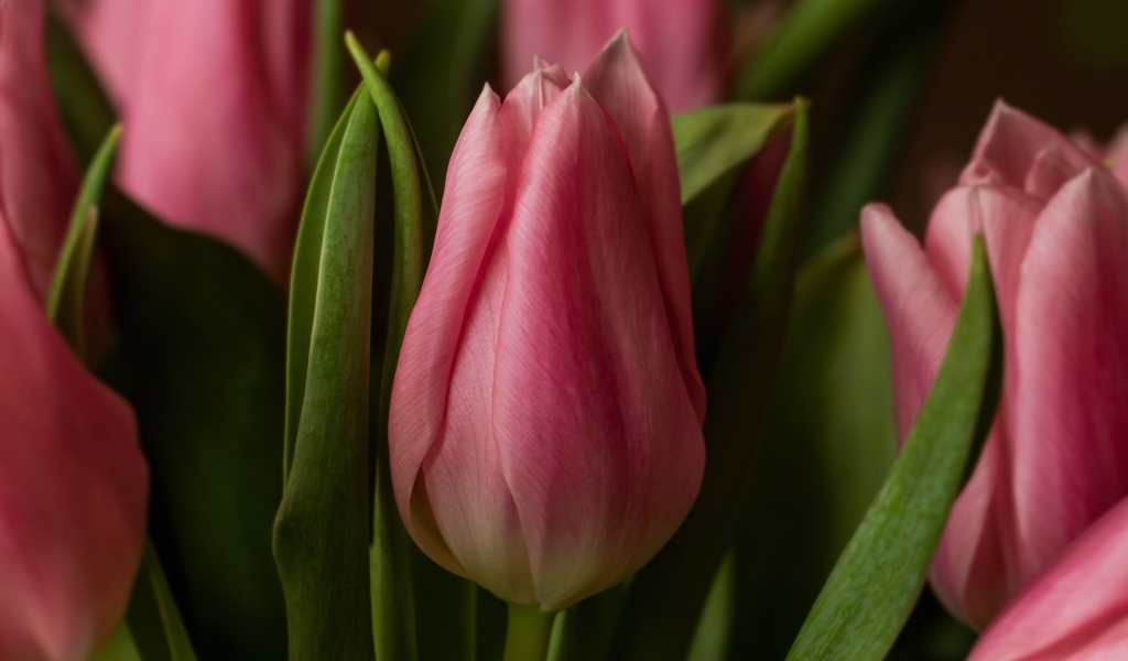 Нежные розовые весенние тюльпаны крупным планом