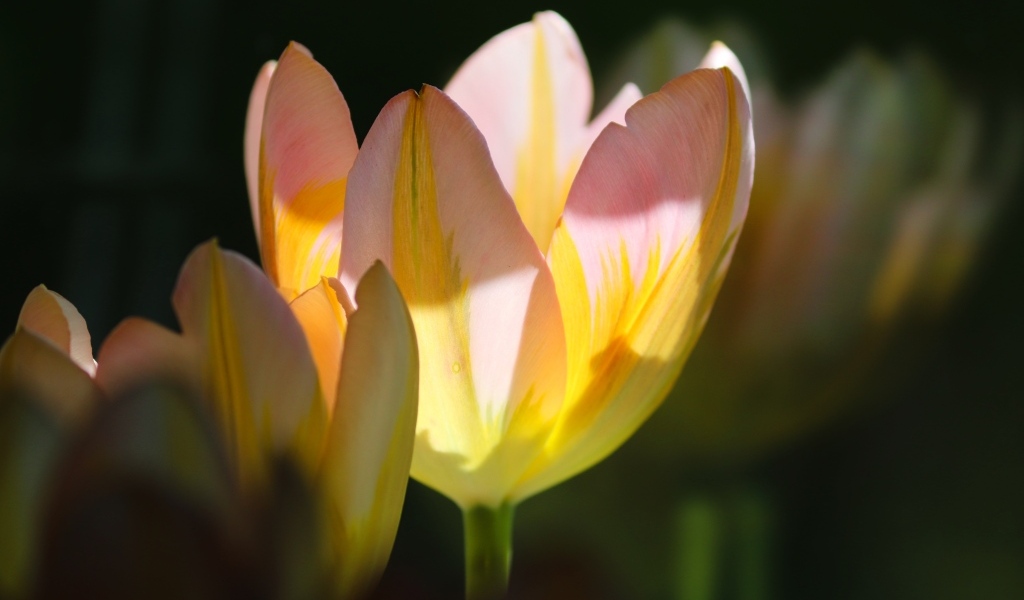 Нежные розовые тюльпаны в лучах солнца