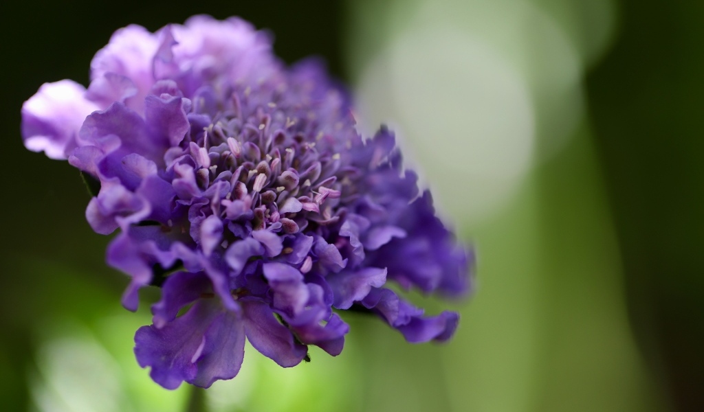 Нежный фиолетовый цветок люцида