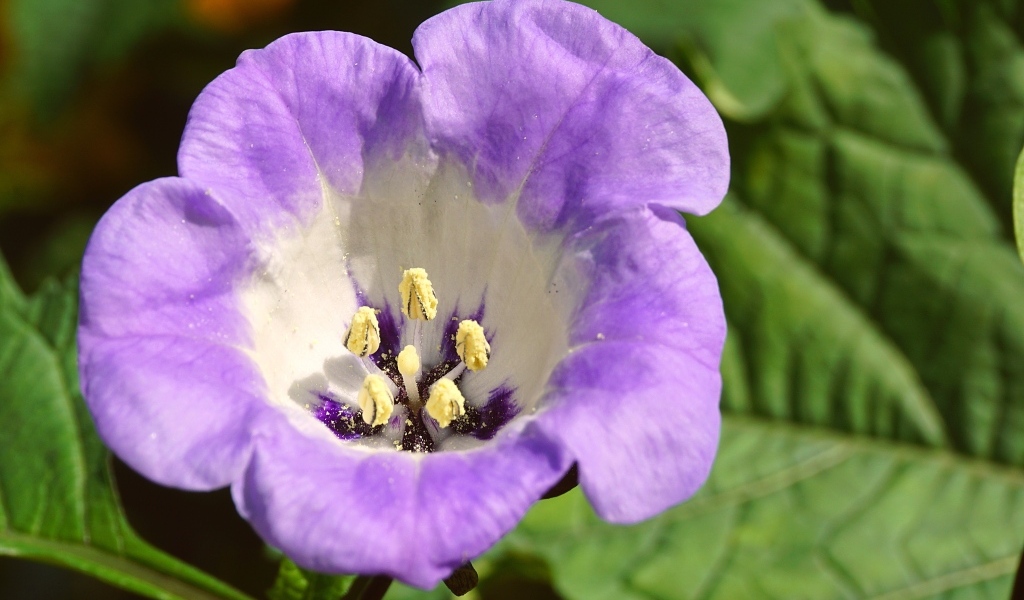 Нежный фиолетовый цветок физалодес крупным планом