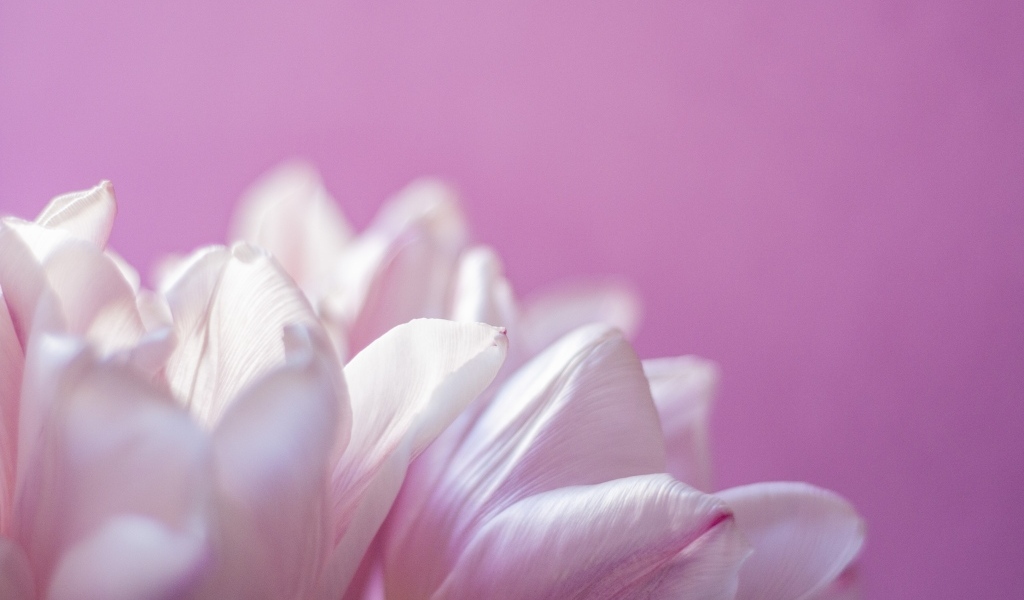 Нежные лепестки тюльпана на розовом фоне