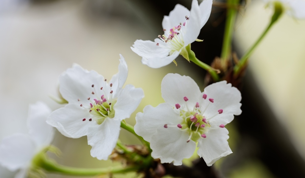 Нежные белые цветы вишни на ветках весной