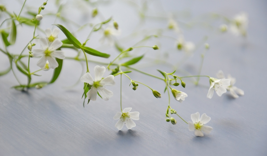 Нежные белые цветы лежат на сером столе