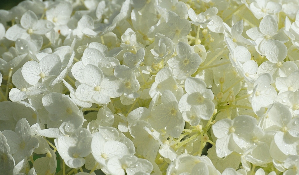 Нежный белый цветок гортензии в каплях росы