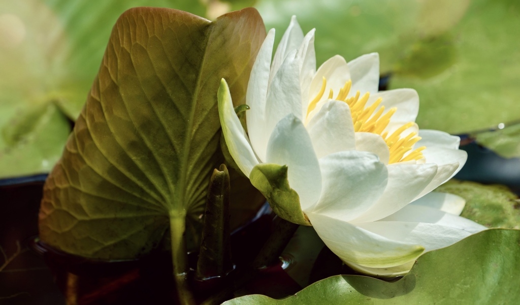 Нежный белый цветок водяной лилии в зелеными листьями