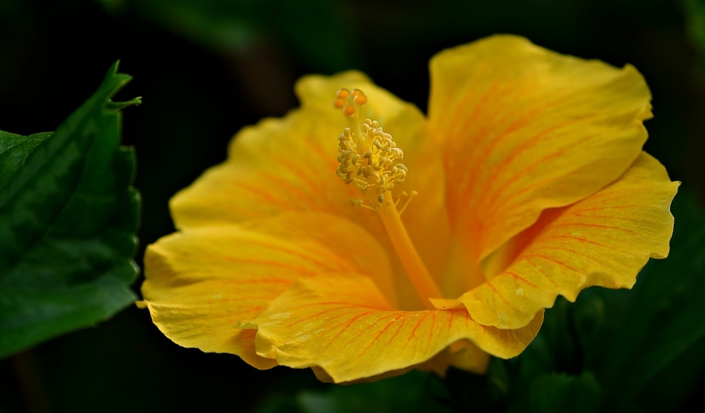 Нежный желтый цветок гибискуса крупным планом