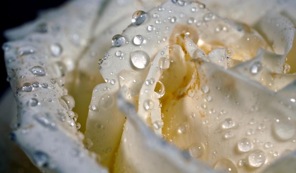 Капли росы на белых лепестках розы