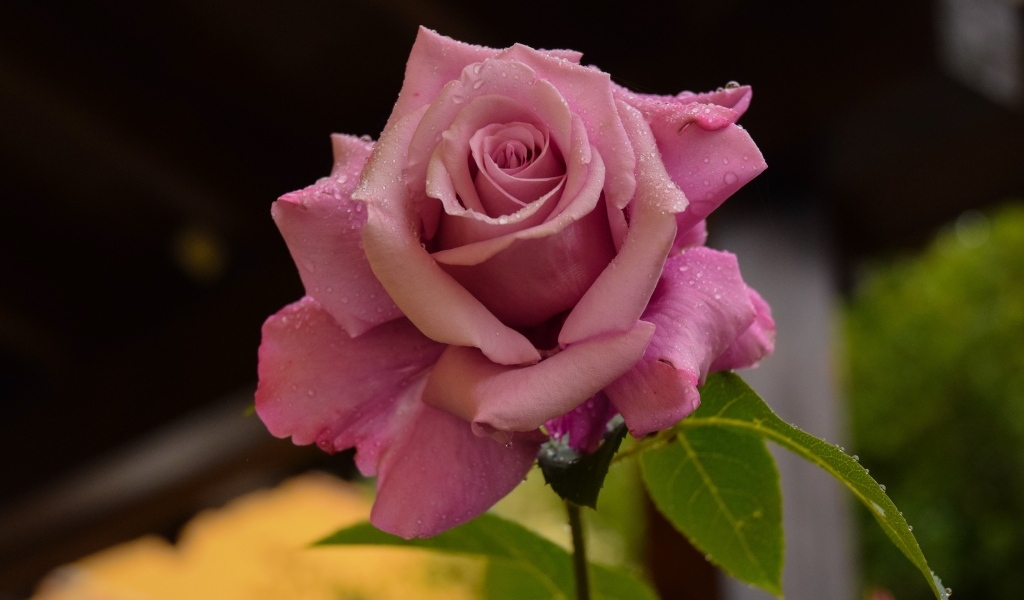 Роса на лепестках розовой розы