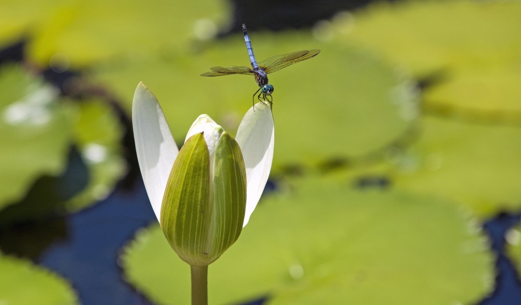 Стрекоза сидит на белом цветке водяной лилии