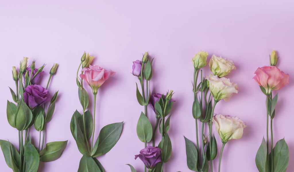 Цветы эустомы на розовом фоне