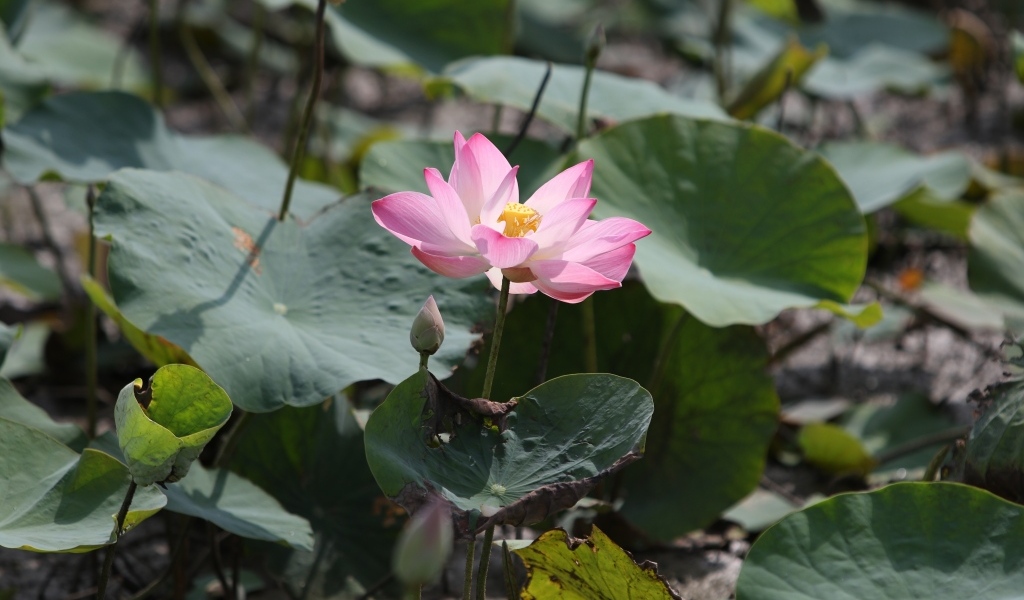 Экзотический цветок лотоса в воде крупным планом