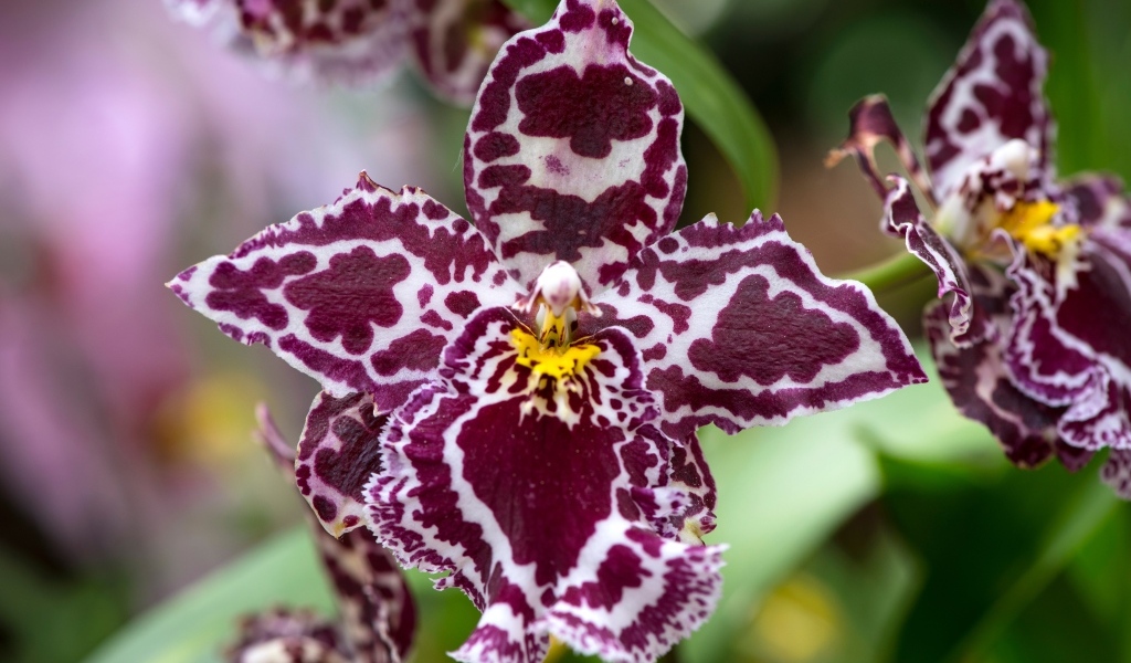 Экзотическая пятнистая орхидея крупным планом