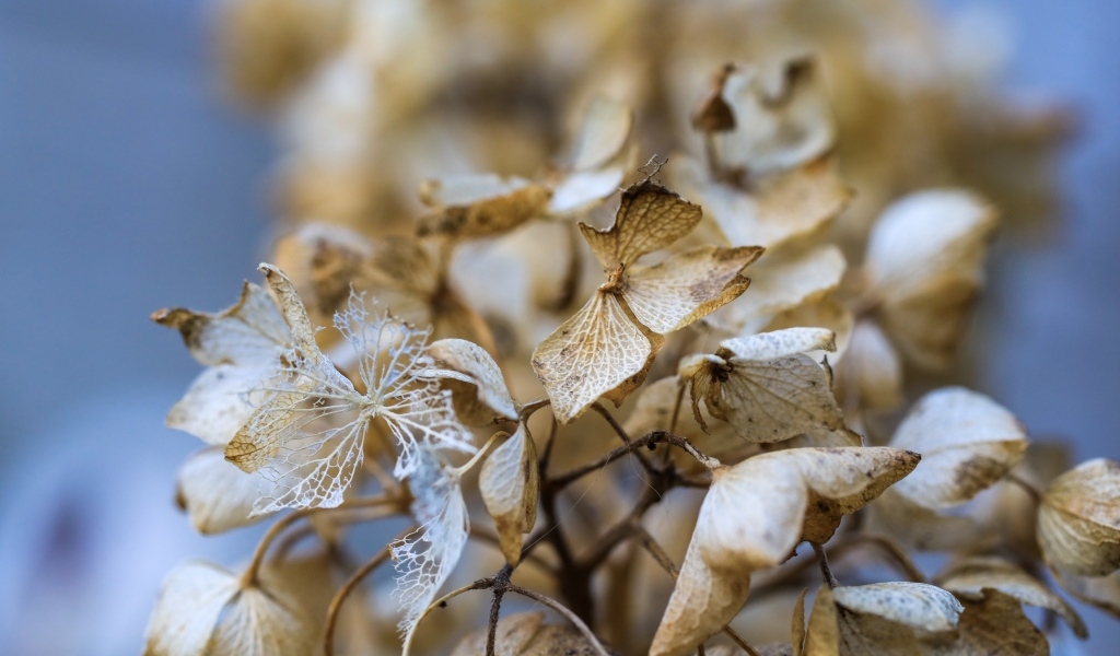 Отцветшие цветы гортензии крупным планом