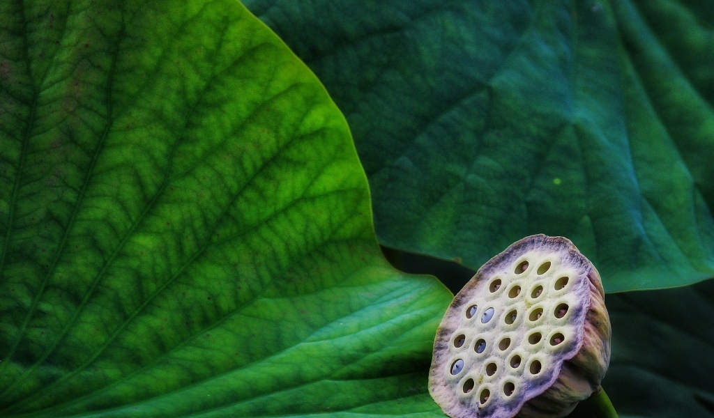 Отцветший цветок лотоса с зелеными листьями