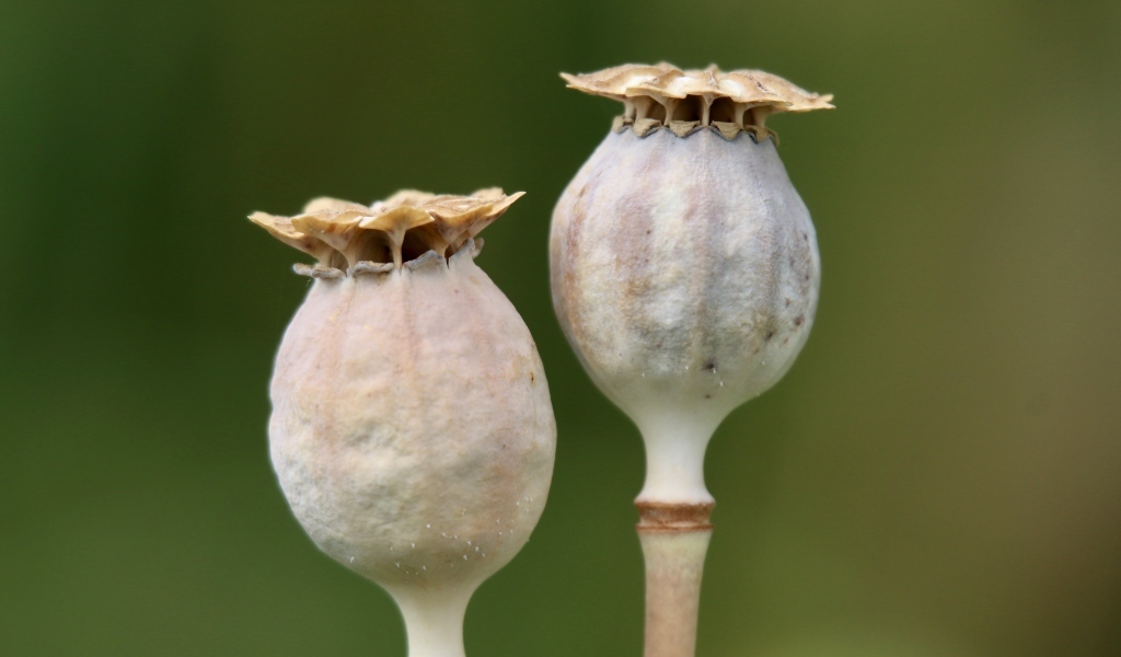 Отцветшие бутоны мака крупным планом