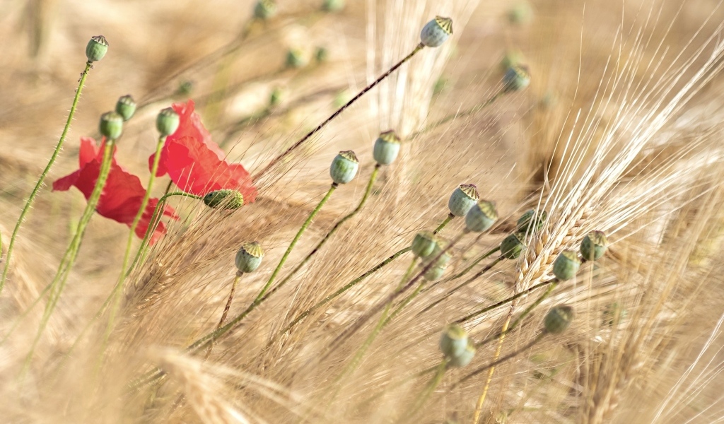Отцветший  мак в колосьях пшеницы