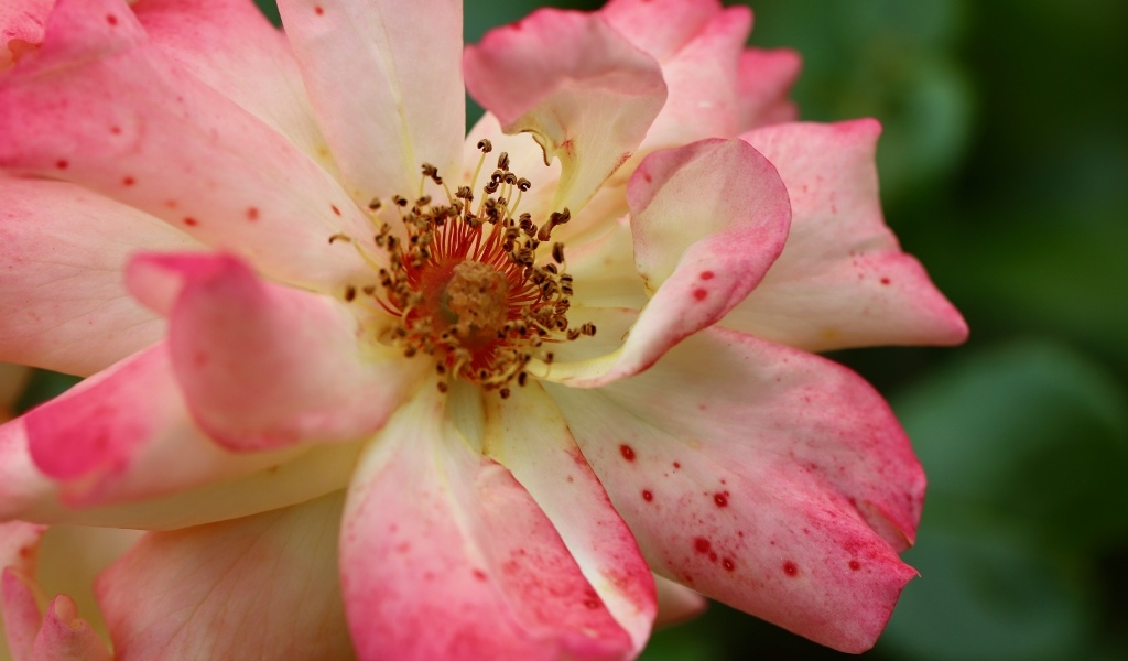 Отцветающая роза на клумбе крупным планом