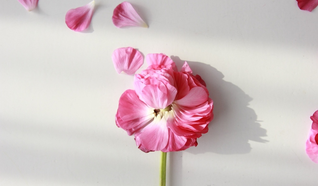 Опавший розовый цветок лютика на сером фоне