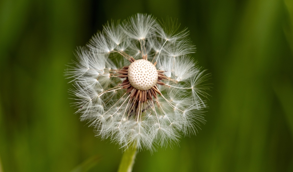 Опавший белый одуванчик