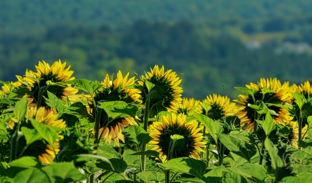Поле цветущих подсолнухов в лучах солнца