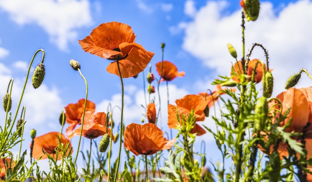 Поле красных маков в лучах солнца летом