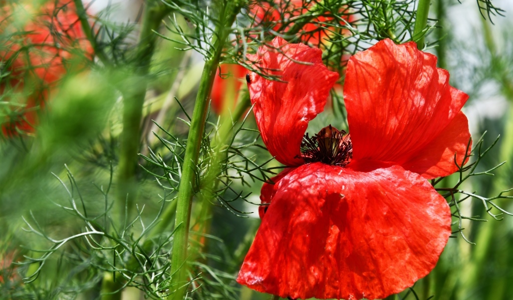 Полевой мак с красными лепестками в зеленых листьях
