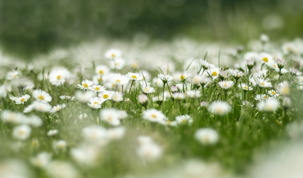 Поле с нежными белыми цветами маргаритки
