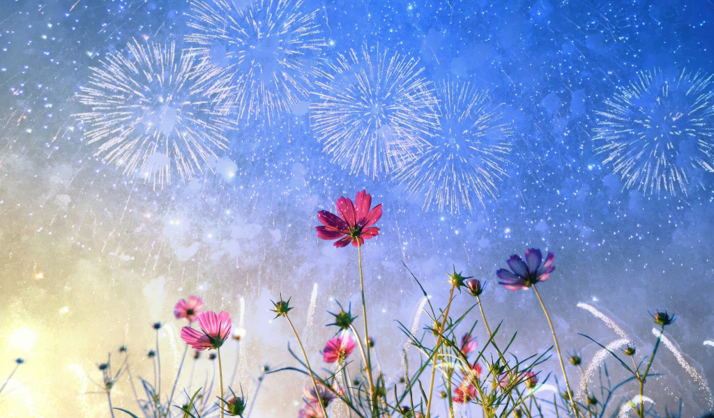 Салют в небе над цветами космеи