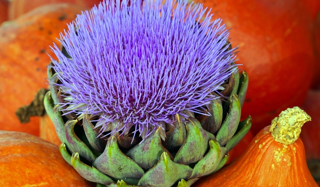 Цветущий артишок и тыква крупным планом