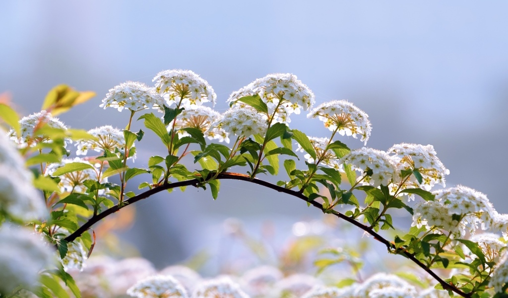 Цветущие ветки дерева весной на фоне неба