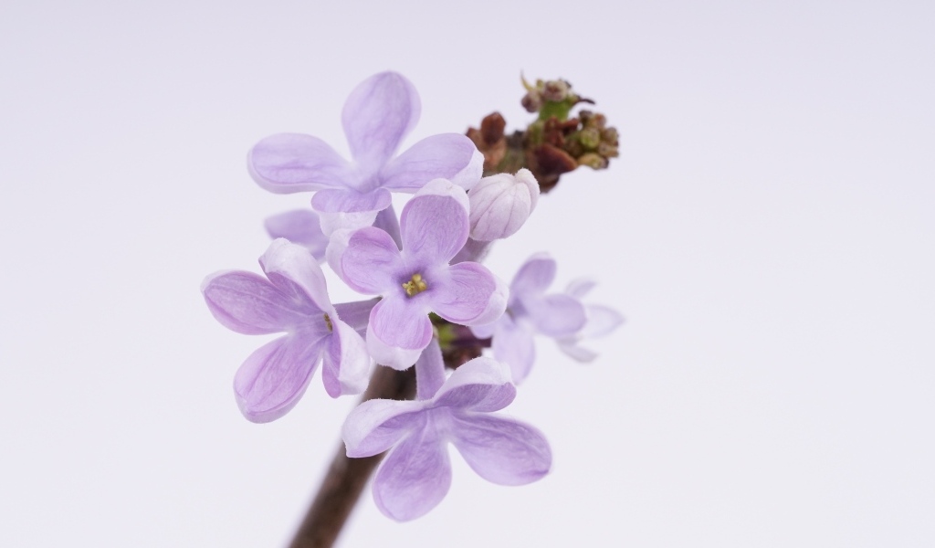 Ароматные распускающиеся цветы сирени на сером фоне