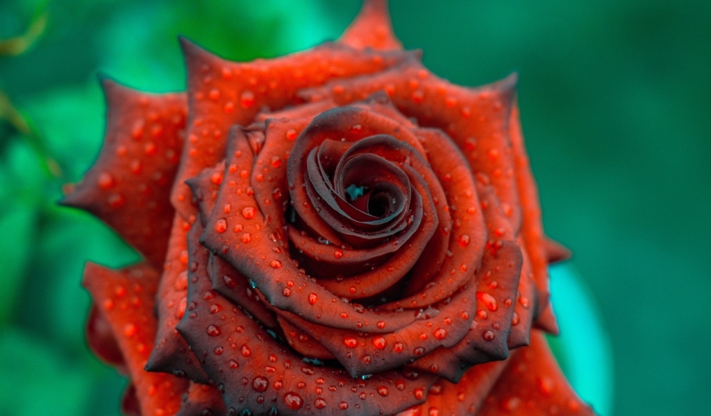 Ароматная бордовая роза в каплях росы