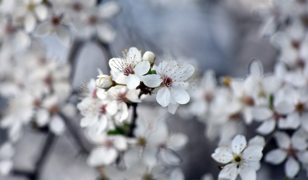 Ароматные цветы вишни на ветках 