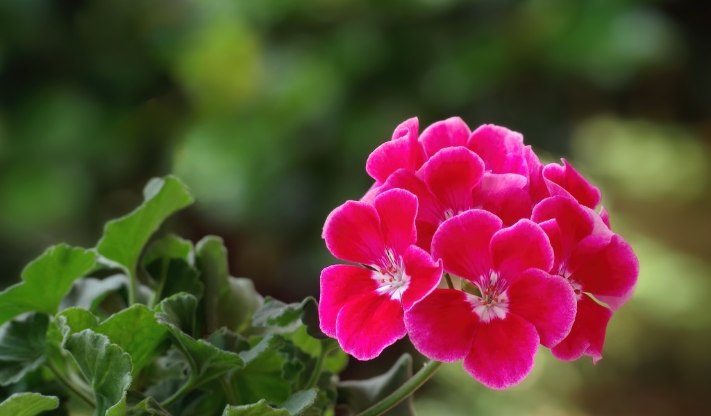 Ароматный цветок розовой герани