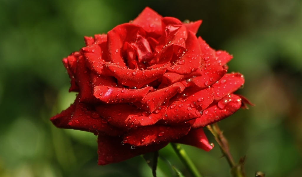 Ароматная красная роза в саду под дождем