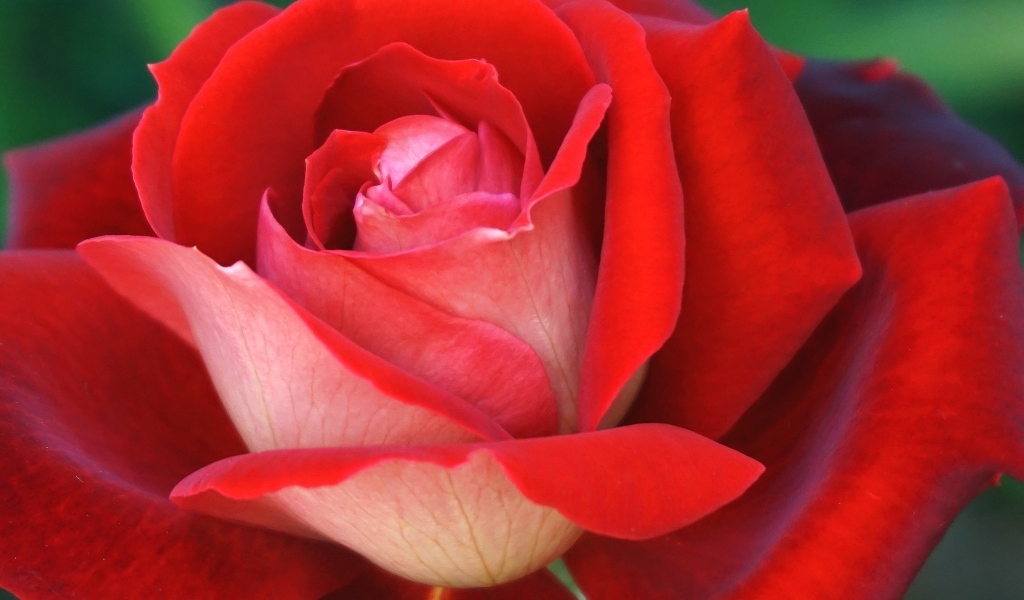 Ароматная красная чайная роза крупным планом