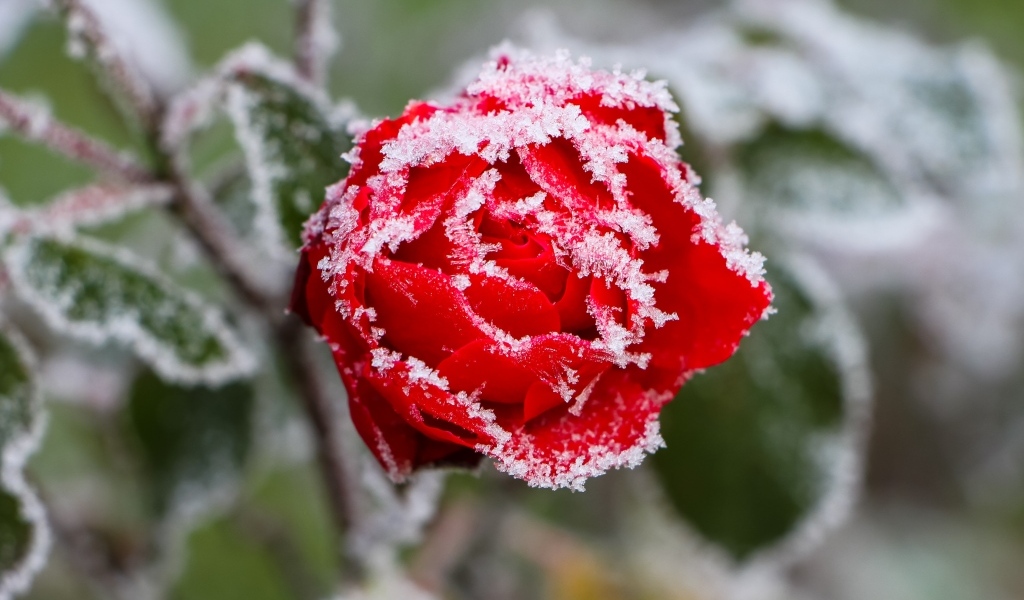 Покрытая холодным инеем красная роза