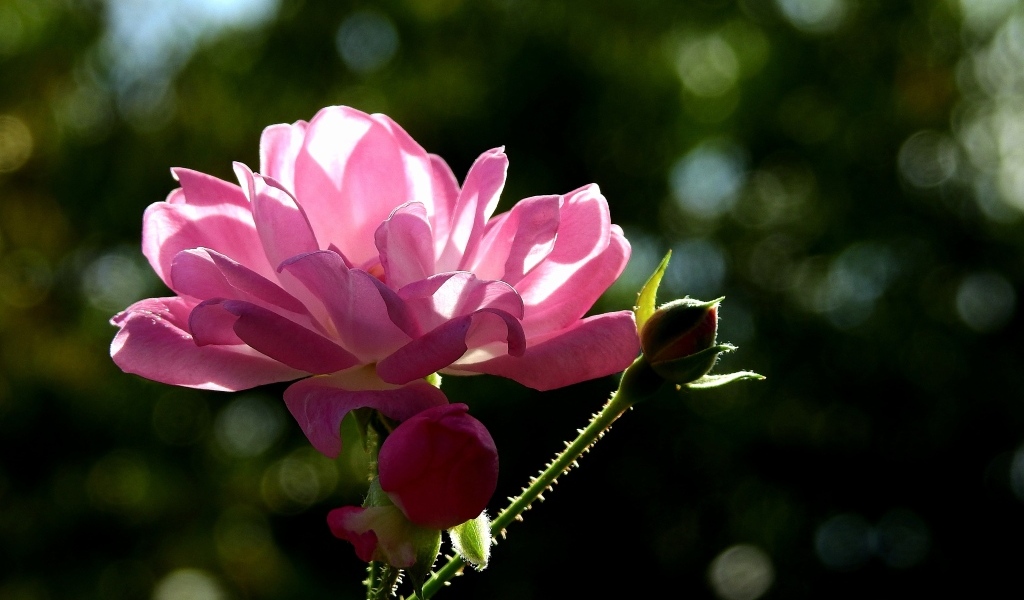 Садовая розовая роза в лучах солнца