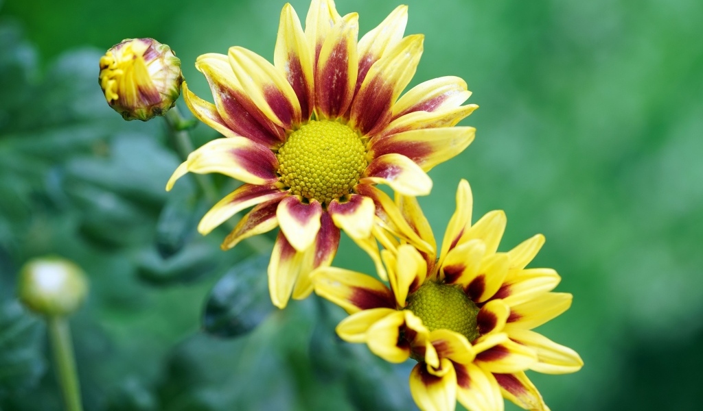 Цветы газания с бутонами крупным планом