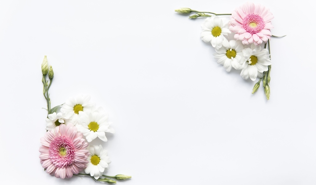Цветы герберы и хризантемы на белом фоне