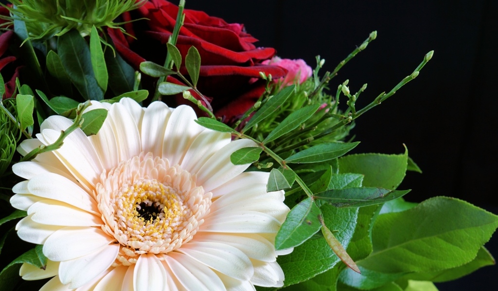 Цветок герберы в букете с красными розами