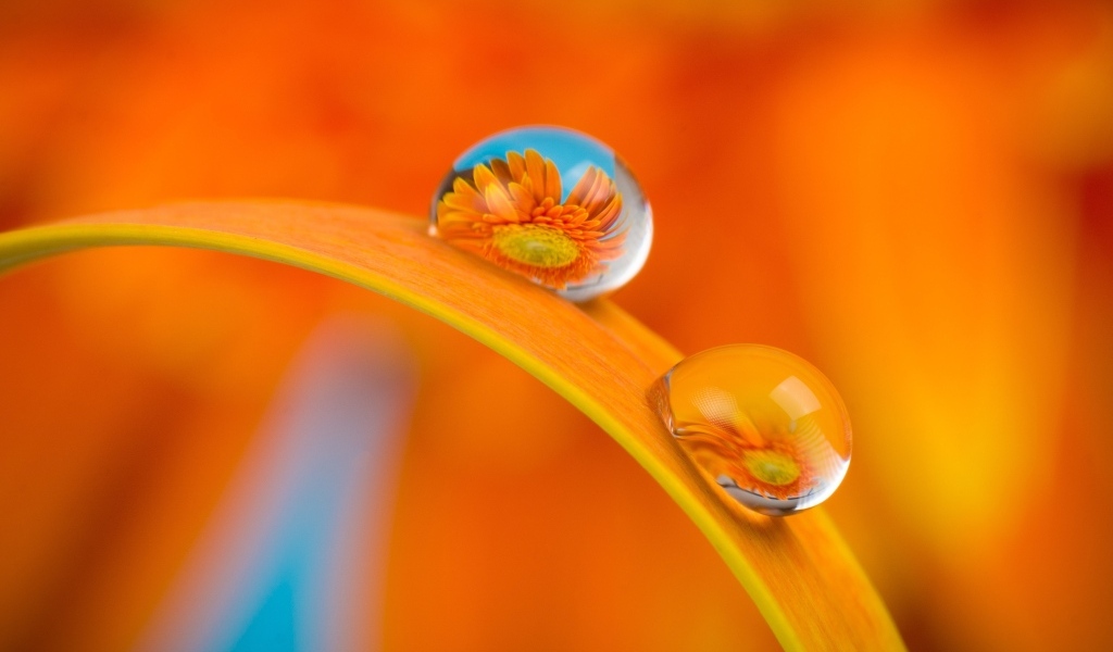 Цветы герберы в каплях роса на листке 