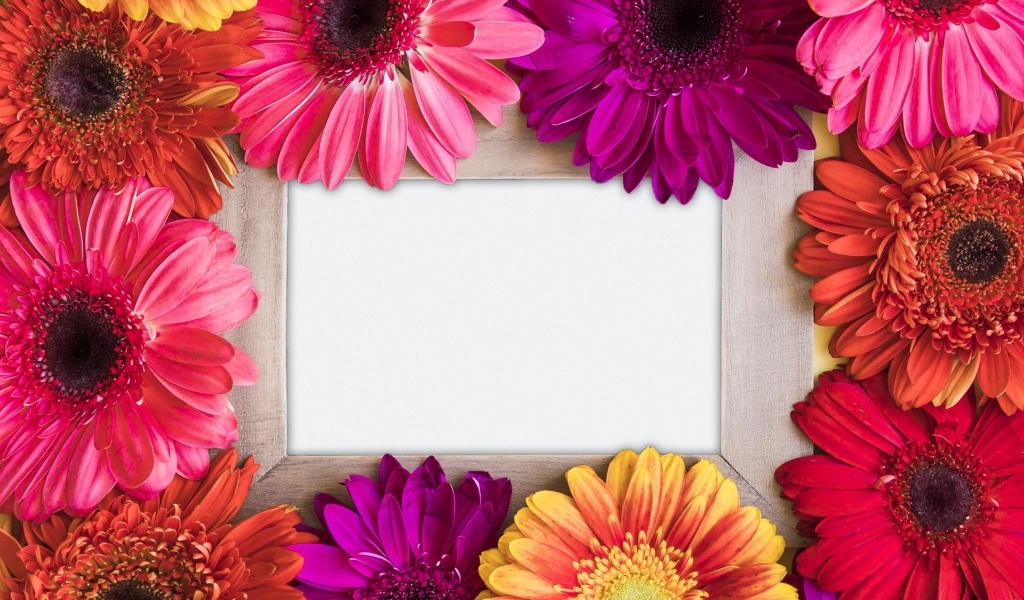 Цветы герберы с белым листом бумаги