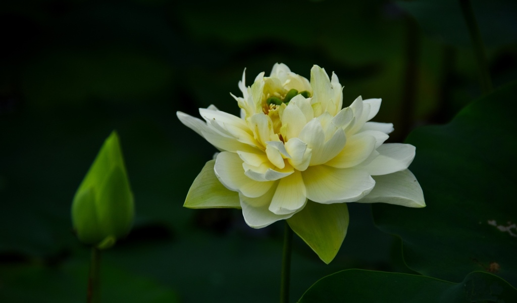 Золотой лотос с бутоном крупным планом