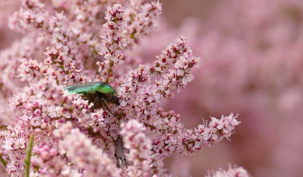 Зеленый жук сидит на красивых розовых цветах