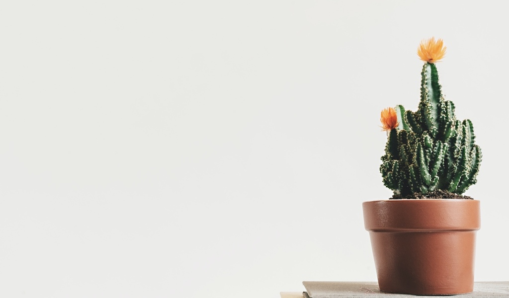 Зеленый цветущий кактус в горшке