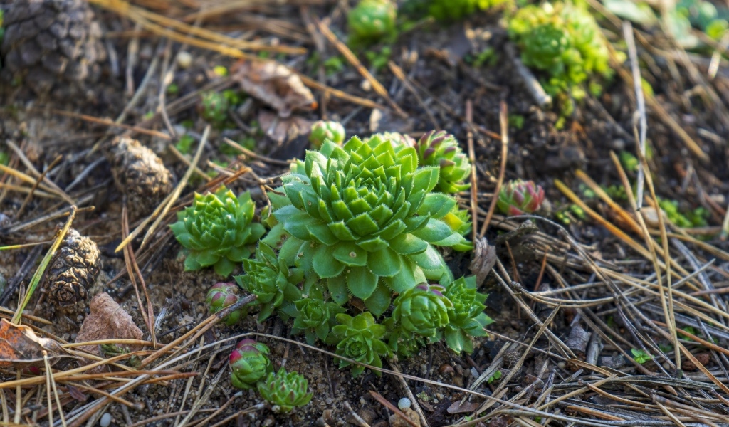 Зеленые растения суккуленты на земле